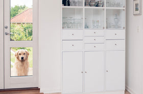 Fliegengitter und Haustiere: So gut verträgt sich dein Haustier mit einem Insektenschutz