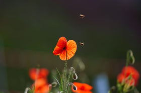 Der ökologische Aspekt von Fliegengittern: Nachhaltige Lösungen für den Insektenschutz