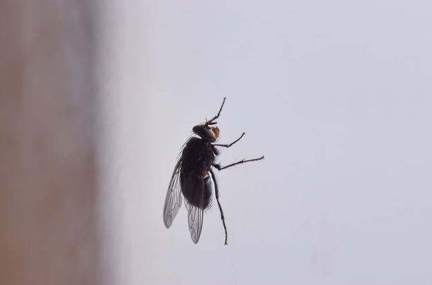 Magnetvorhang - perfekter Schutz gegen Insekten