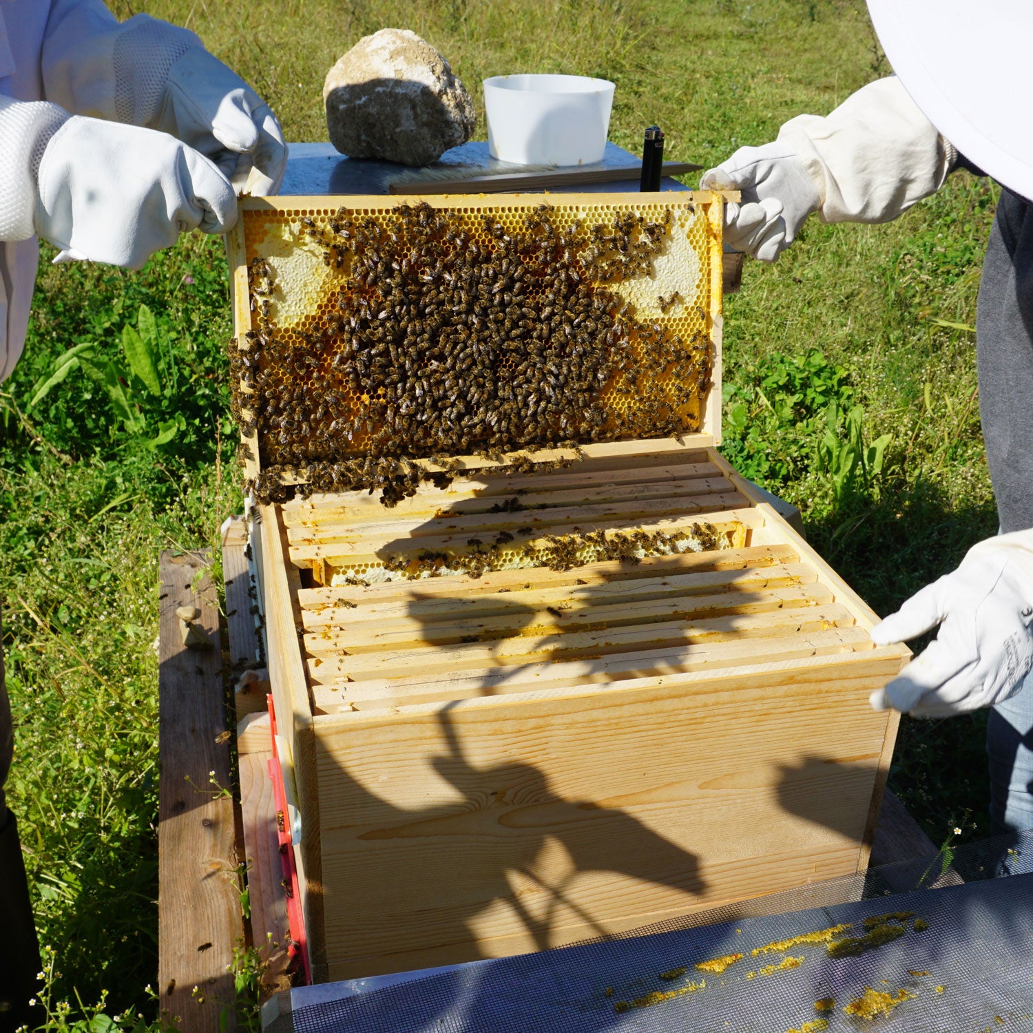 Bienenkasten/Bienenstock 