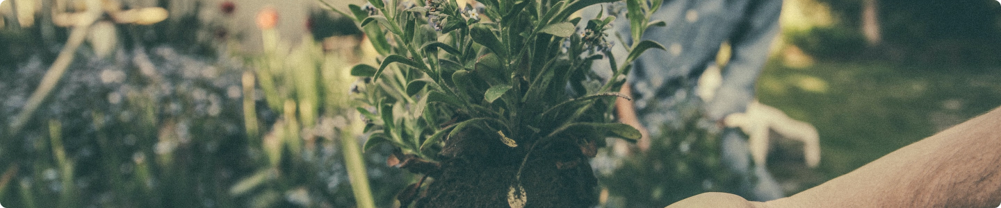 Pflanze aus einem Beet in der Hand